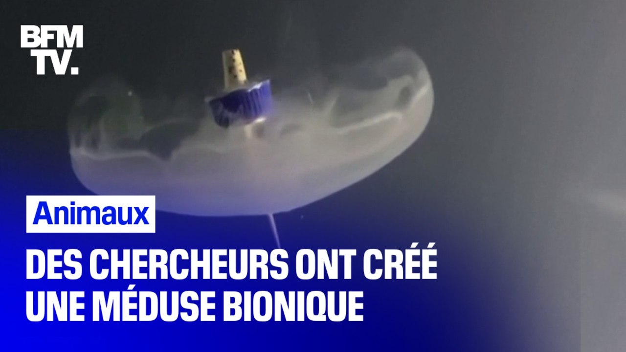 Des chercheurs ont créé une méduse bionique pou...