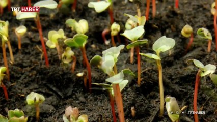 Biyoteknoloji ile yapay organ ve doku üretilebiliyor