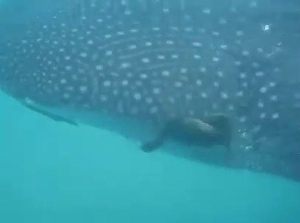 Cet oiseau plonge pour pêcher des poissons accrochés sur le ventre d'un requin baleine