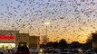 Une invasion d'oiseaux digne d'un film d'hitchcock