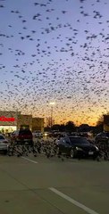 Une invasion d'oiseaux digne d'un film d'hitchcock