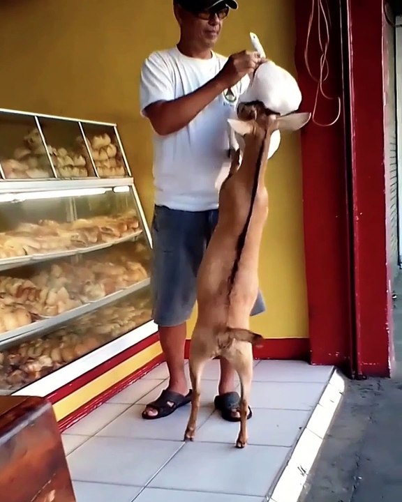 Il a une chèvre comme animal de compagnie