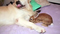 Ce chien et ce lapin s'adorent et c'est trop mignon