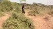 Impressionnante invasion de criquets en Afrique de l’Est