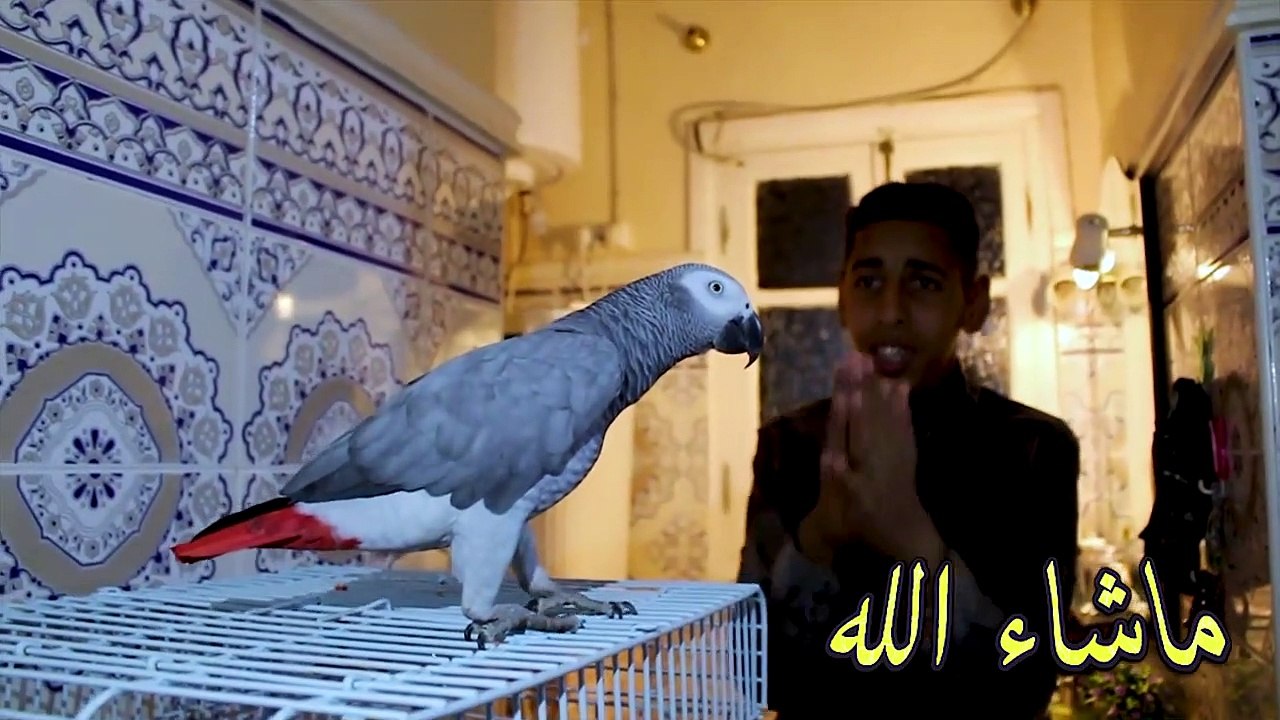 أتحداك أن لا تضحك ( جمبو مع نخنوح ) موصيبة كحلة