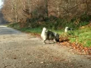 MES LOUPS AUJOURD'HUI