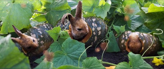 Pieter Konijn Op De Vlucht Film