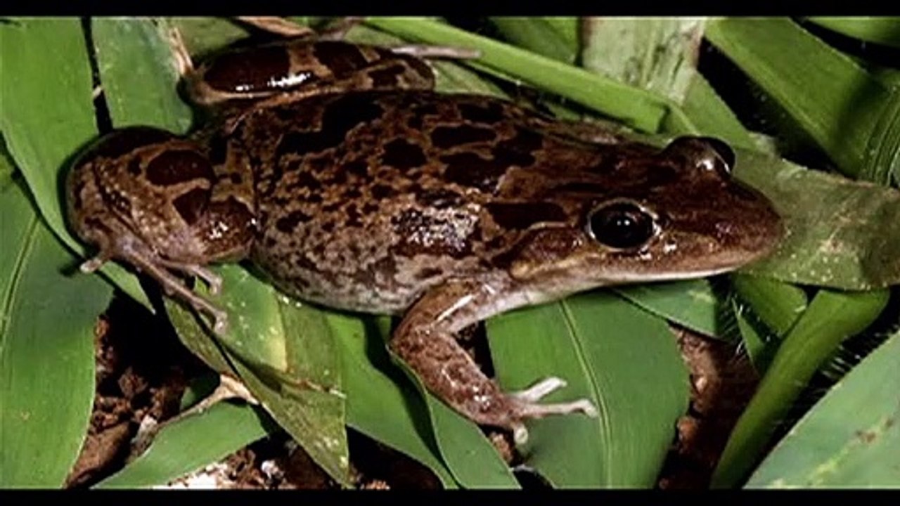 Hình ảnh và tiếng kêu của con ếch