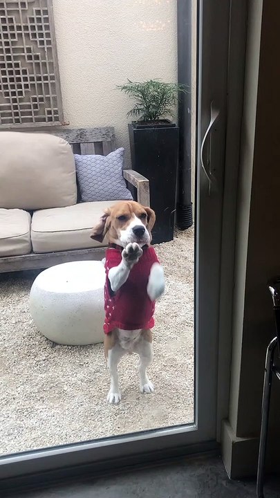 Dog Doesn't Like Being Sent Outside