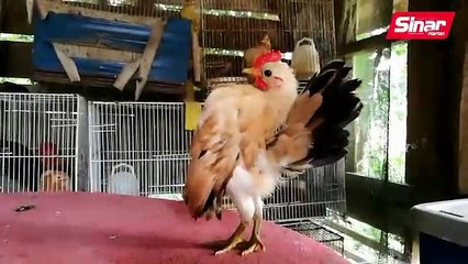 Tok arab minat ayam serama