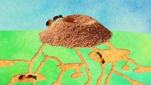 A colony of 250,000 ants call the average anthill home — here's what inside their mound