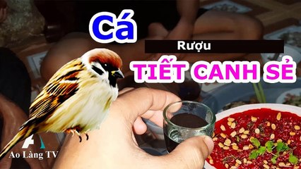 Uống Rượu TIẾT CANH SẺ ? Vớii Cá Rô Đồng ... Ao Làng TV