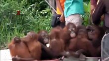 Funniest monkeys - Cute And Funny Monkey Videos Compilation - Funny compilation