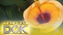 Health Benefits of Gumamela | Salamat Dok