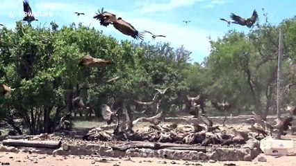 Hundreds of wild vultures descend to devour meat in South Africa