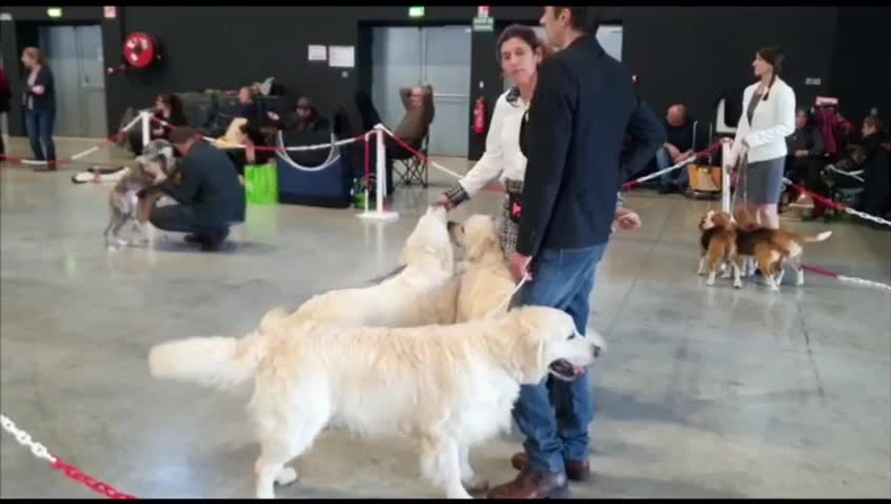 Exposition canine internationale de Troyes