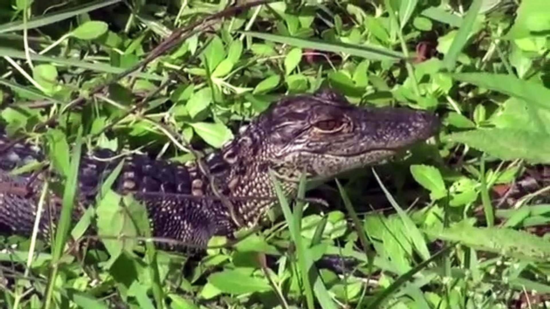 ⁣Hungry Rattlesnake Eat Baby Alligator   Poor Animals Baby.