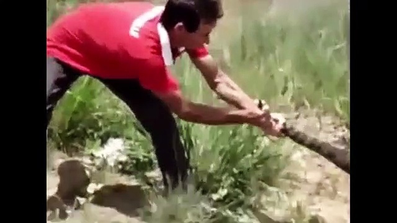 Humans protect Pregnant Cow From Anaconda Hunting   Snake & Python - Animals attack Caught on Camera