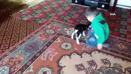 Erken doğan keçi yavrusu evde biberonla besleniyor