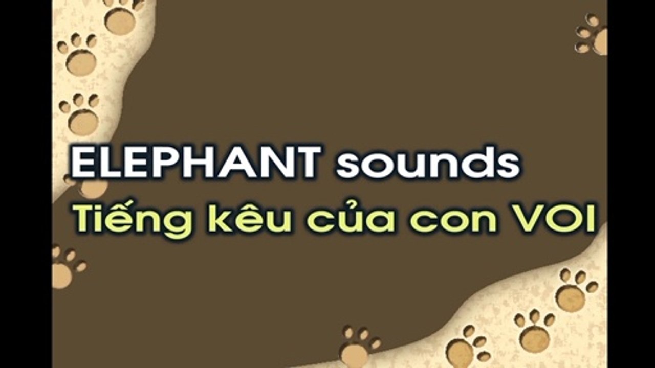 Tiếng VOI kêu - Hình ảnh con voi