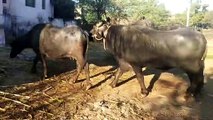 Desi morrah bull mating