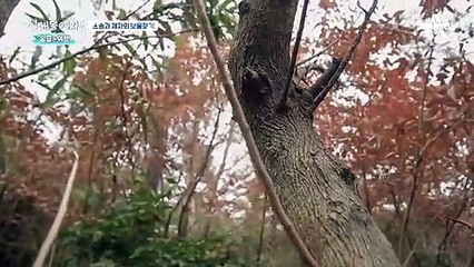 ※주목※ 허리디스크를 이겨낸 남자의 건강 비법은 산에 있다?!