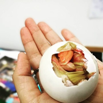 Elle fait éclore un œuf de canard du marché et l’animal devient son meilleur ami