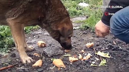 Vatandaşlardan 'köpeklere sahip çıkalım' çağrısı