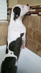 Doggo Doesn't Want to Take a Bath