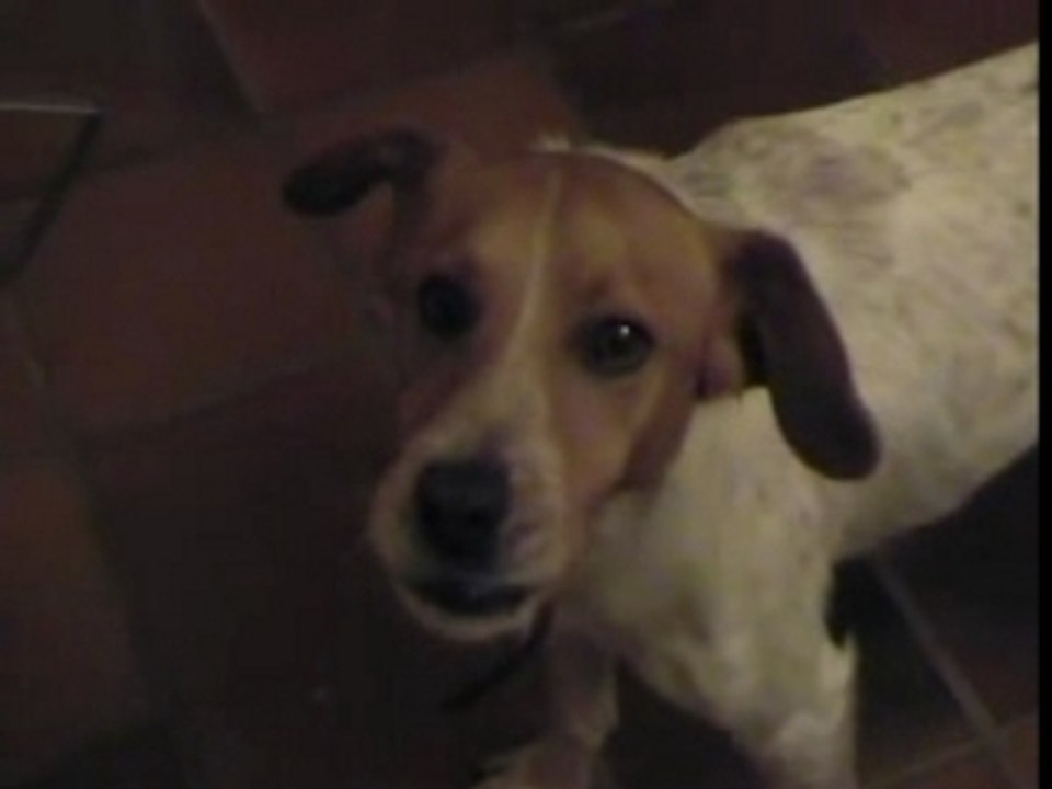 Chien chante