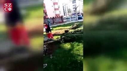 Güngören Belediyesi'nden ağaç katliamı