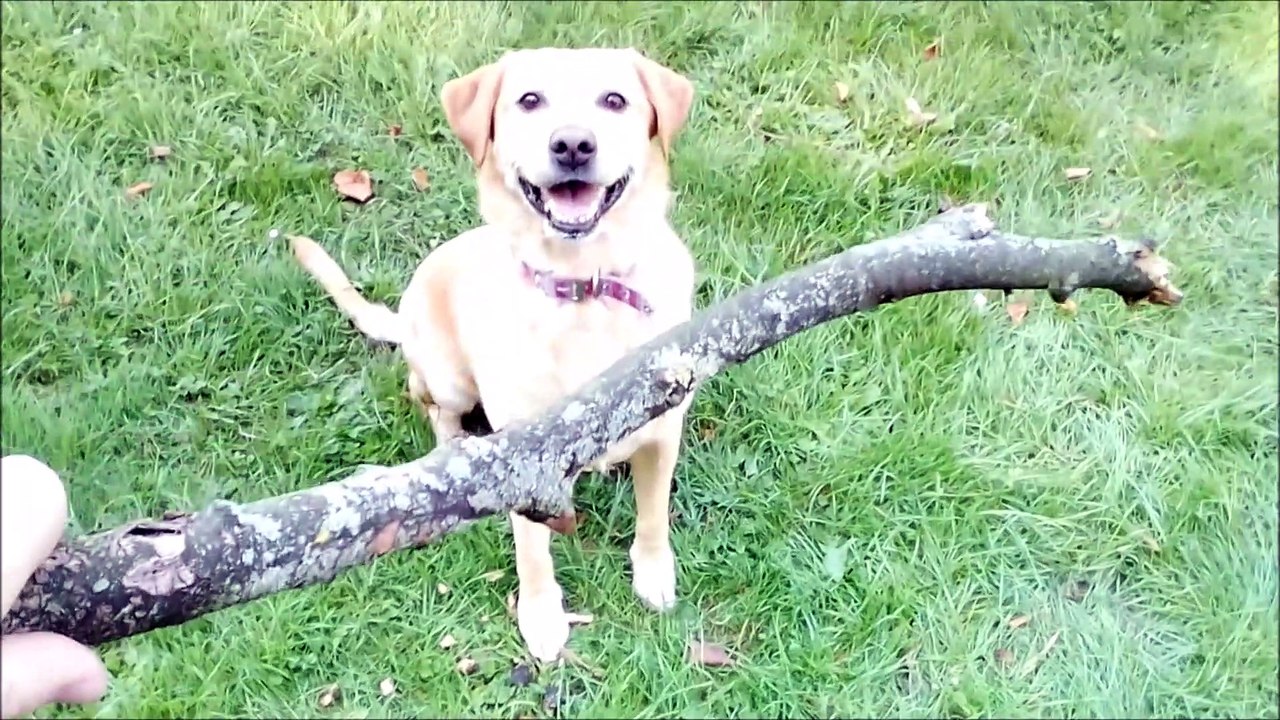 Fetch with Bonnie