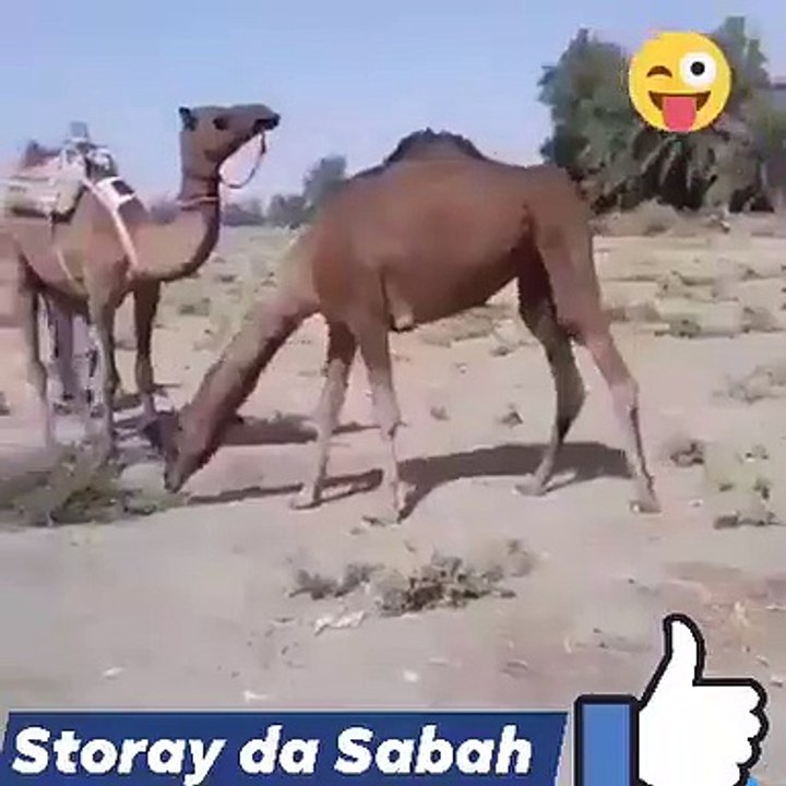 پٹھان_تو_پٹھان_ہے