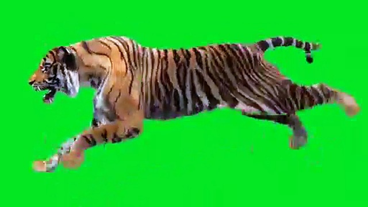 Tiger_Run_Green_Screen(360p)