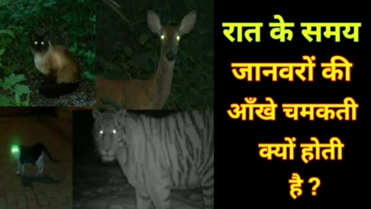 रात के समय जानवरों की आँखे क्यों चमकती है