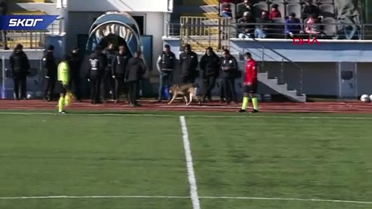 Tunceli'de sahaya köpek girdi, maç durdu