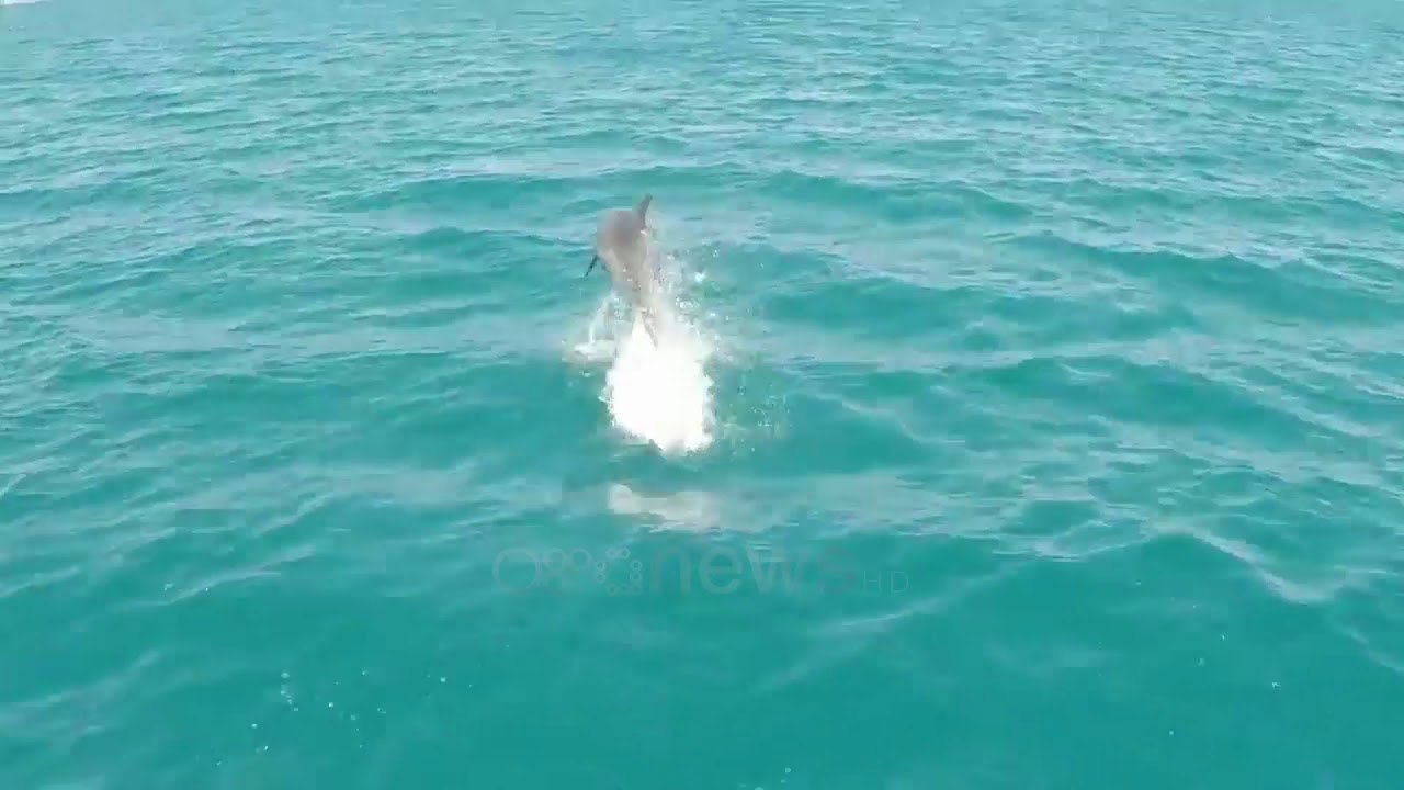 Ora News - Delfini shoqëron turistët në Karaburun dhe Sazan