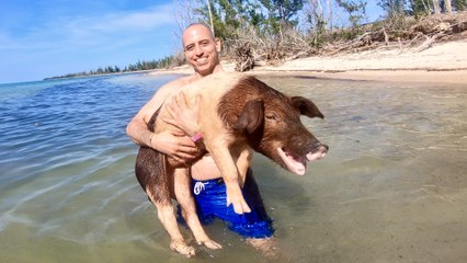 Swimming with Pigs in the Bahamas