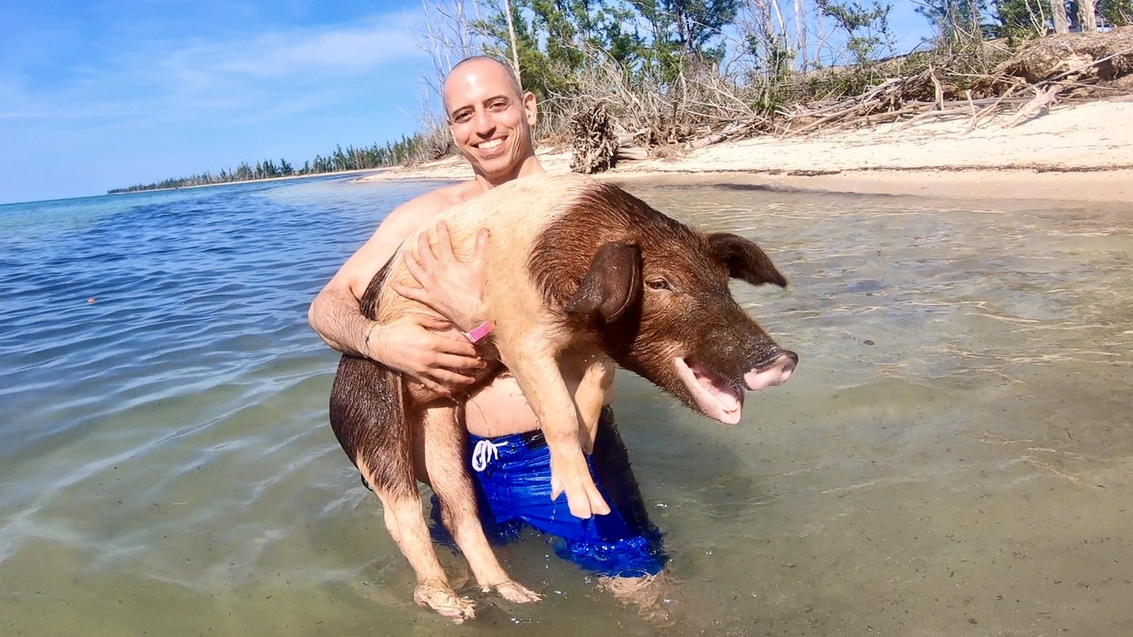 Swimming with Pigs in the Bahamas