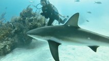 Scuba Diving with Sharks - Bahamas