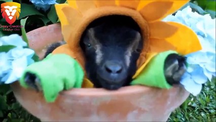 Most Funny and Cute Baby Goat Videos Compilation