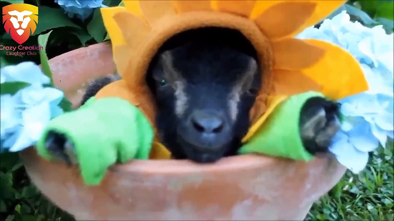 Most Funny and Cute Baby Goat Videos Compilation