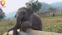 Most Funny and Cute Baby Elephant Videos Compilation