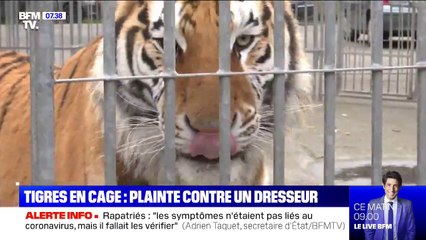 Tigres en cage: une association de défense des animaux porte plainte contre un dresseur