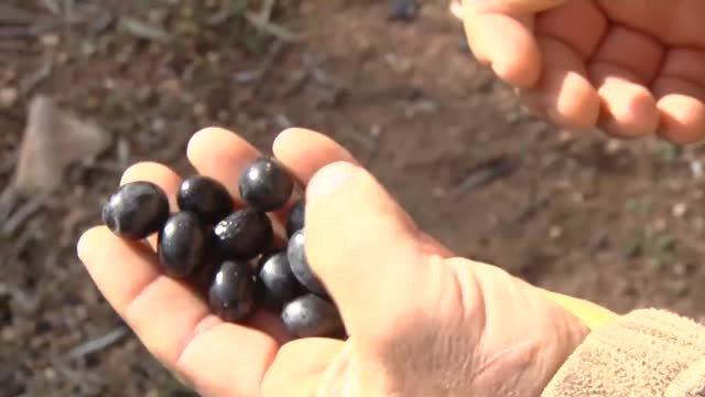 Los agricultores denuncian la crisis del sector y reclaman ayudas al Gobierno