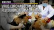 Virus Corona Belum Usai, Flu Burung Melanda China