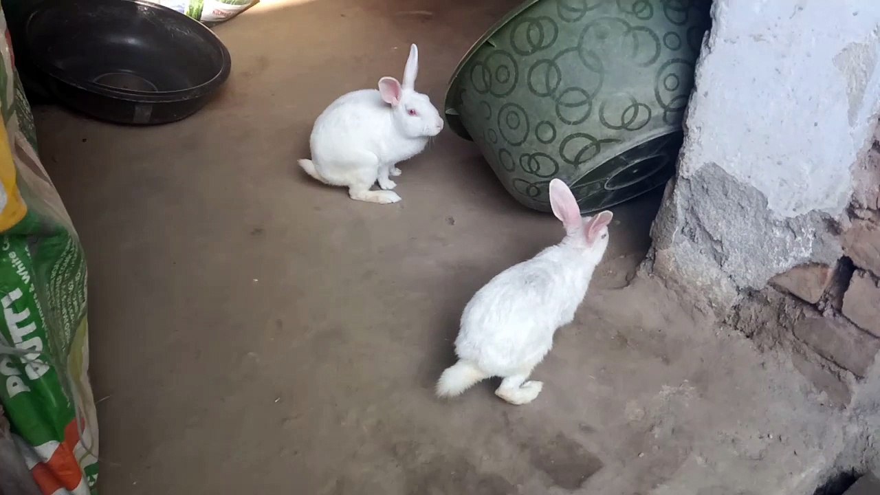 rabbit video