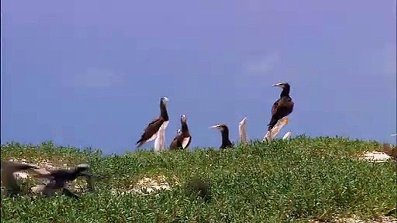 pointer video