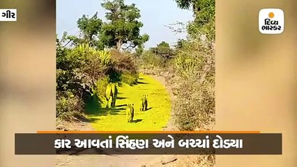 ગીરમાં સિંહણે સહજતાથી બાઈકચાલકને રસ્તો આપ્યો