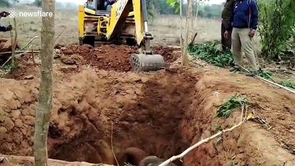 Baby elephant becomes stranded down well in east India and gets dug free by JCB